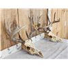 Image 5 : 2 Sets Of Whitetail Antlers On Skull
