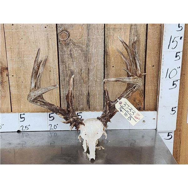 Crazy Main Frame 6x5 Whitetail Antlers On Skull Plate