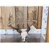 Image 1 : Crazy Main Frame 6x5 Whitetail Antlers On Skull Plate