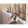 Image 2 : Crazy Main Frame 6x5 Whitetail Antlers On Skull Plate