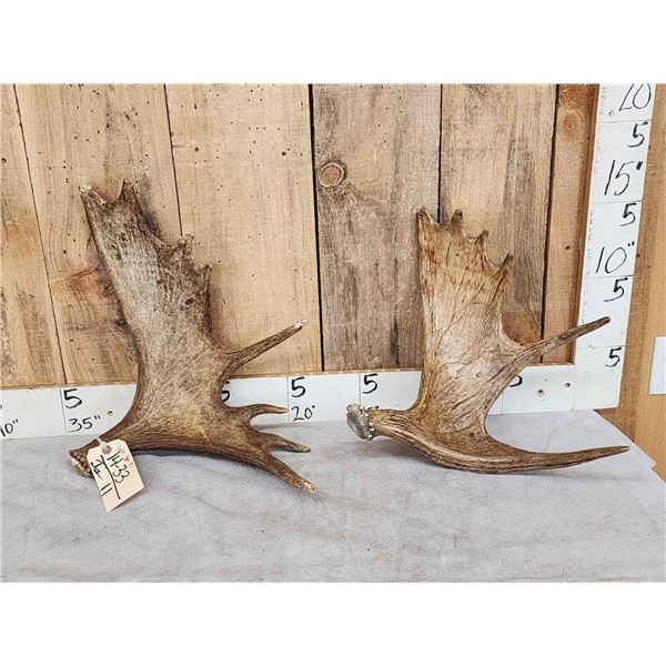 2 Moose Shed Antlers