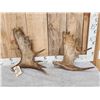 Image 1 : 2 Moose Shed Antlers
