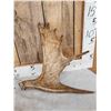 Image 2 : 2 Moose Shed Antlers