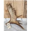 Image 3 : 2 Moose Shed Antlers