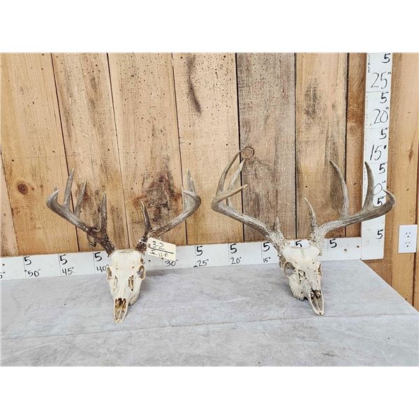 2 Sets Of Whitetail Antlers On Skull