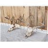 Image 2 : 2 Sets Of Whitetail Antlers On Skull
