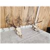 Image 3 : 2 Sets Of Whitetail Antlers On Skull