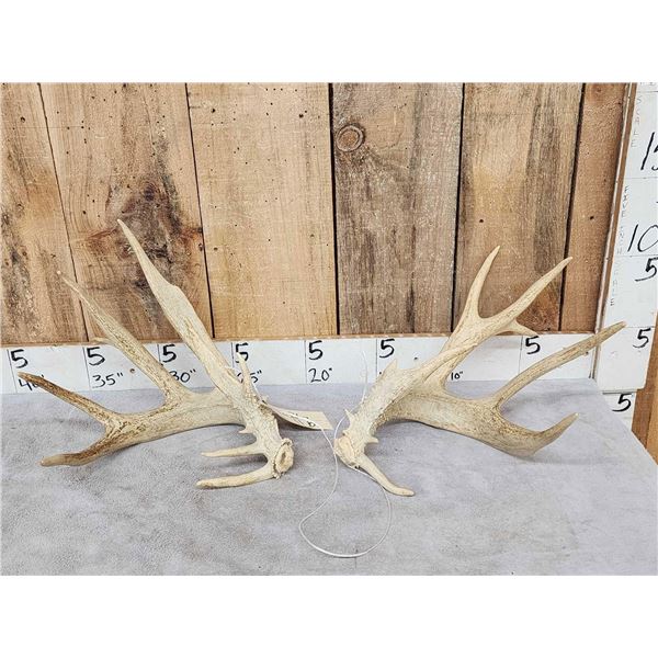 BIG Main Frame 4x5 Whitetail Shed Antlers