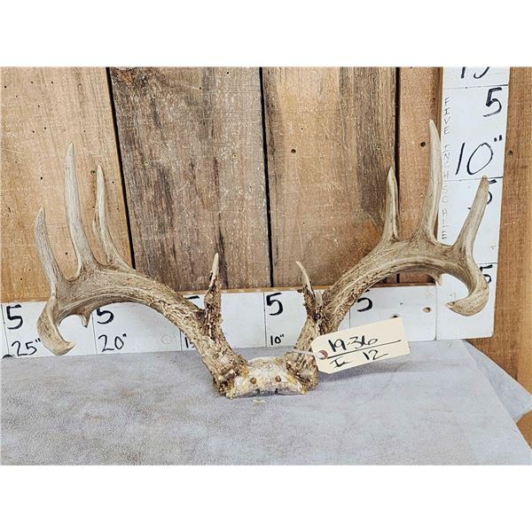 Main Frame 5x5 Whitetail Antlers On Skull Plate