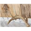 Image 2 : Main Frame 5x5 Whitetail Antlers On Skull Plate