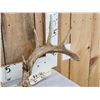 Image 3 : Main Frame 5x5 Whitetail Antlers On Skull Plate