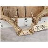 Image 4 : Main Frame 5x5 Whitetail Antlers On Skull Plate