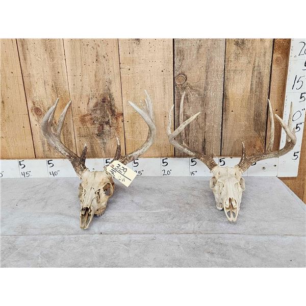 2 Sets Of Whitetail Antlers On Skull