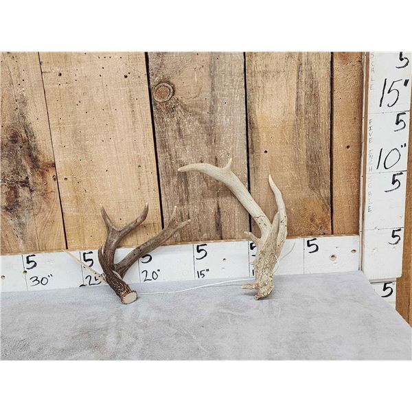 2 Double Main Beam Whitetail Antlers