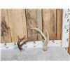 Image 1 : 2 Double Main Beam Whitetail Antlers