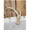 Image 2 : 2 Double Main Beam Whitetail Antlers