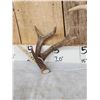 Image 3 : 2 Double Main Beam Whitetail Antlers