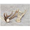 Image 4 : 2 Double Main Beam Whitetail Antlers
