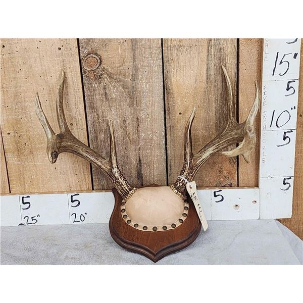 4x5 Whitetail Antlers On Plaque