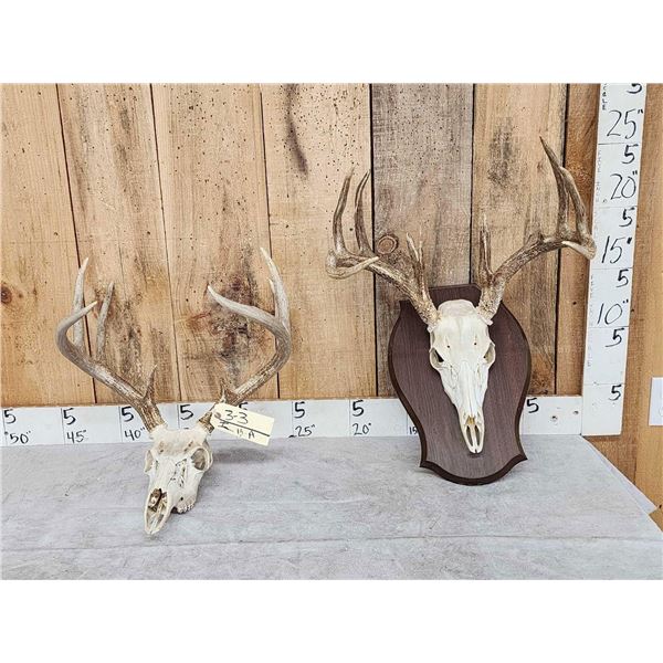 2 Sets Of Whitetail Antlers On Skull