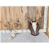 Image 1 : 2 Sets Of Whitetail Antlers On Skull