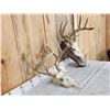 Image 3 : 2 Sets Of Whitetail Antlers On Skull