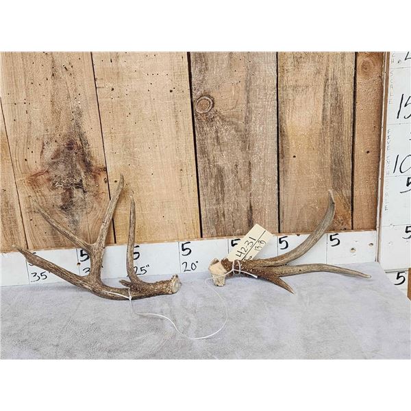 2 Double Main Beam Whitetail Antlers