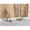 Image 1 : 2 Double Main Beam Whitetail Antlers