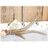 Image 2 : 2 Double Main Beam Whitetail Antlers
