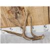 Image 3 : 2 Double Main Beam Whitetail Antlers