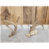 Image 4 : 2 Double Main Beam Whitetail Antlers