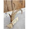 Image 5 : 2 Double Main Beam Whitetail Antlers