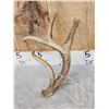 Image 6 : 2 Double Main Beam Whitetail Antlers