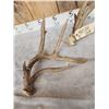 Image 7 : 2 Double Main Beam Whitetail Antlers