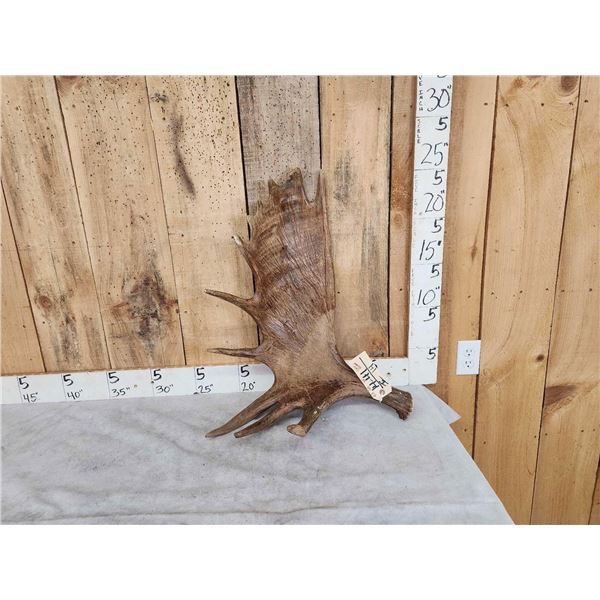 9.9 Lbs Moose Shed Antler