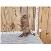 Image 1 : 9.9 Lbs Moose Shed Antler