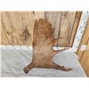Image 2 : 9.9 Lbs Moose Shed Antler