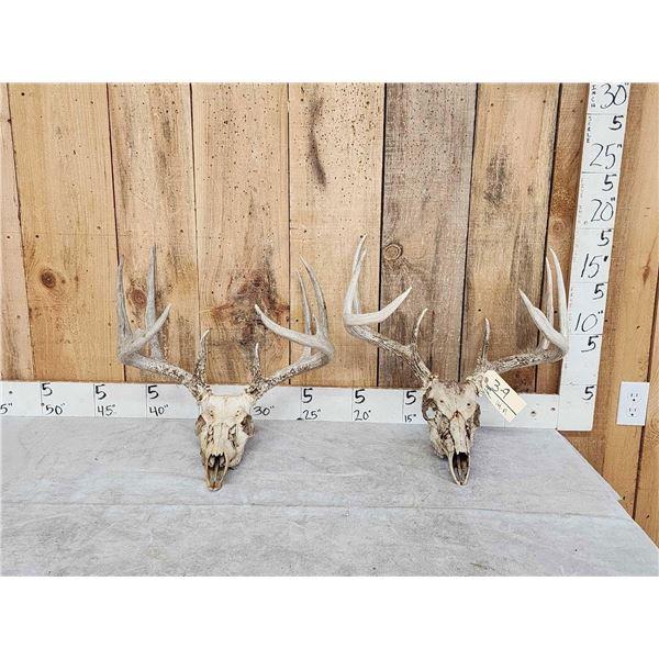 2 Sets Of Whitetail Antlers On Skull