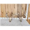Image 1 : 2 Sets Of Whitetail Antlers On Skull