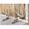 Image 2 : 2 Sets Of Whitetail Antlers On Skull