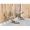 Image 3 : 2 Sets Of Whitetail Antlers On Skull