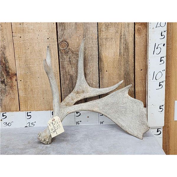 Unusual Double Main Beam Moose Shed Antler