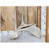 Image 1 : Unusual Double Main Beam Moose Shed Antler