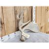 Image 2 : Unusual Double Main Beam Moose Shed Antler