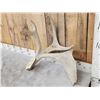 Image 3 : Unusual Double Main Beam Moose Shed Antler