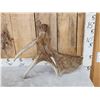 Image 4 : Unusual Double Main Beam Moose Shed Antler