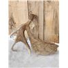 Image 5 : Unusual Double Main Beam Moose Shed Antler