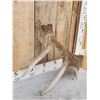 Image 6 : Unusual Double Main Beam Moose Shed Antler