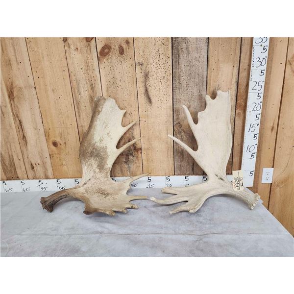 2 Moose Shed Antlers