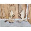 Image 1 : 2 Moose Shed Antlers
